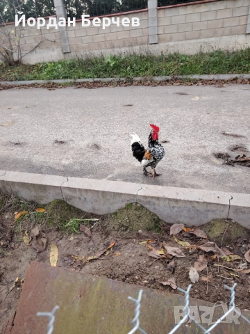 Японски петлета, снимка 16 - други­ - 48949968