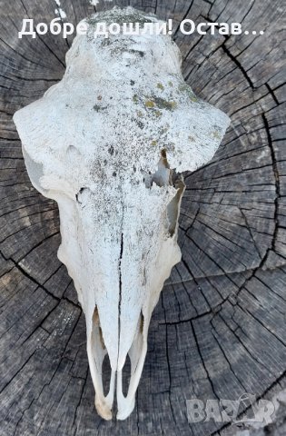 Стар череп от животно, за декорация - 6, снимка 2 - Други - 42365035