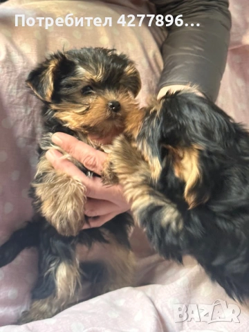 Йоркширски териерчета , снимка 3 - Йоркширски териер - 54238436