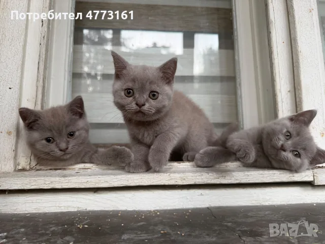 Бротански късокосмести котки