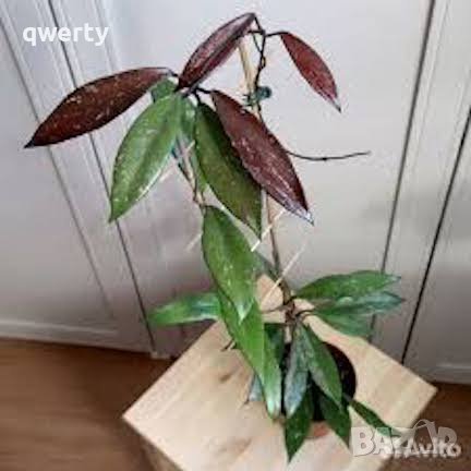 Hoya Pubicalyx - Хоя Пубикаликс, снимка 2 - Стайни растения - 34667010