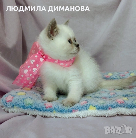 Шотландско мъжко със сини очи , снимка 2 - Други - 53207991