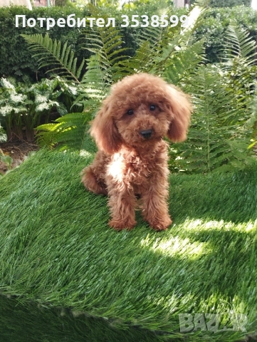 Мини и Той Пудел., снимка 1