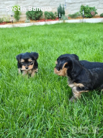 мини йоркширски териер, снимка 5 - Йоркширски териер - 51799710