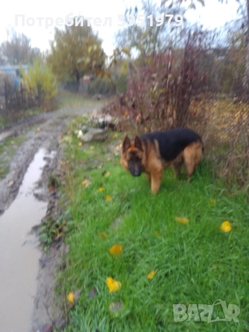 Продавам мъжка немска овчарка, снимка 9 - Немска овчарка - 52170970