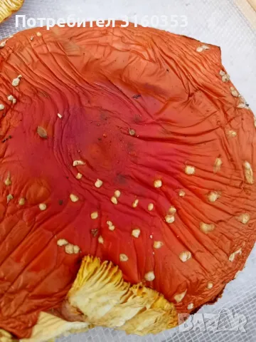 Сушени червени мухоморки , снимка 2 - Хранителни добавки - 47344870