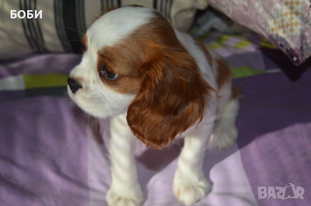 Кавалер Кинг Чарлз Шпаньол, снимка 7 - Кавалер кинг чарлз шпаньол - 52735606