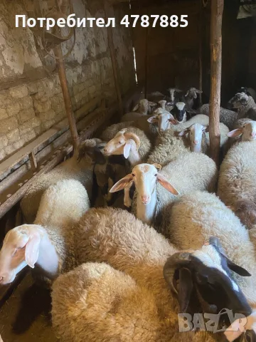 Продавам агнета, снимка 3 - Овце - 56378944