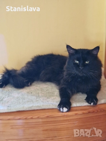 котенца Мейн Куун, снимка 5 - Мейн кун - 52773357