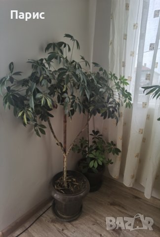 Голяма финикова палма и други цветя, снимка 5 - Стайни растения - 23823346