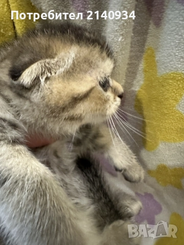Шотландско клепоухо котенце. Златна чинчила. Scottish fold. Момче, снимка 4 - Чинчили - 55971098