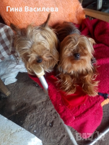 мини  йоркширски териер, снимка 4 - Йоркширски териер - 52800065