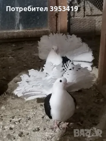 здрави птици, снимка 4 - Гълъби - 49208459