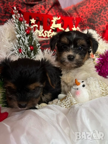 Мини йорки, снимка 2 - Йоркширски териер - 52854416