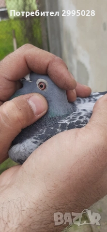 спортни пощенски гълъби( маратон), снимка 3 - Гълъби - 54181773