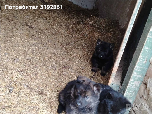 Немски Овчарки, снимка 3 - Немска овчарка - 54010323