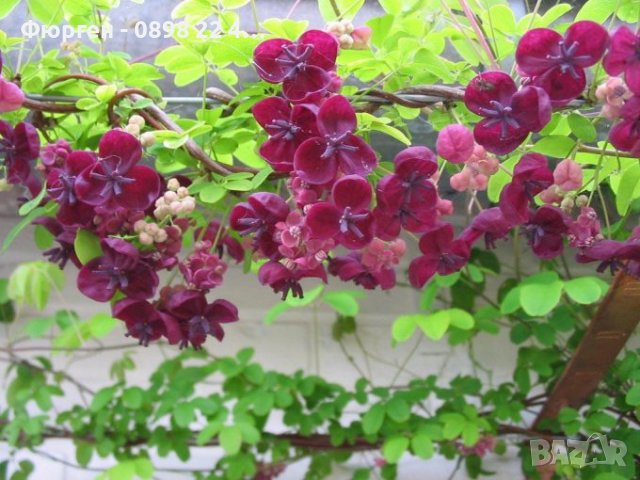 Акебия, Шоколадова лоза / Akebia quinata, снимка 6 - Разсади - 36795220