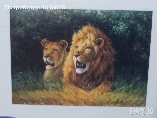 Диамантен 5D гоблен Лъвове.