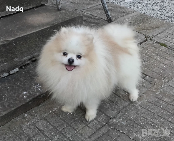 Померан , снимка 3 - Померан - 54139118