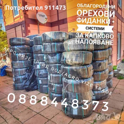 Фиданки орех сорт Чандлър, снимка 8 - Разсади - 35102903