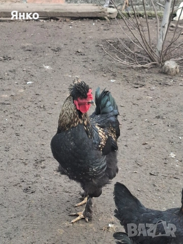 Домашни петли, снимка 14 - Кокошки и пуйки - 52912712