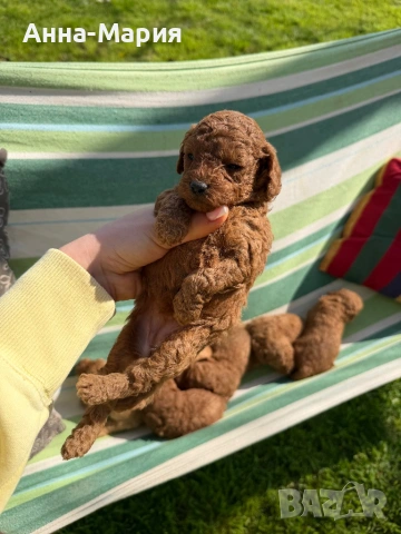 Той пудел момченце и момиченца, снимка 8 - Пудели - 54179965