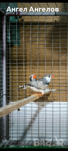 зеброви амадини , снимка 14 - Амадини - 53338889