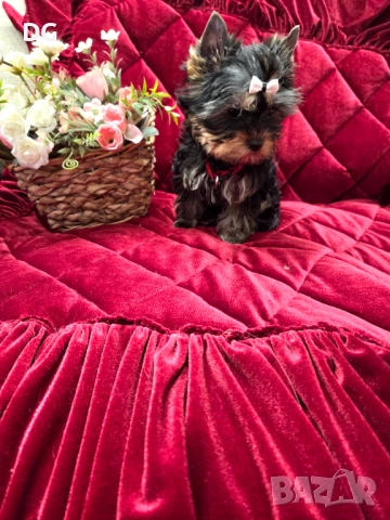 йоркширски териер