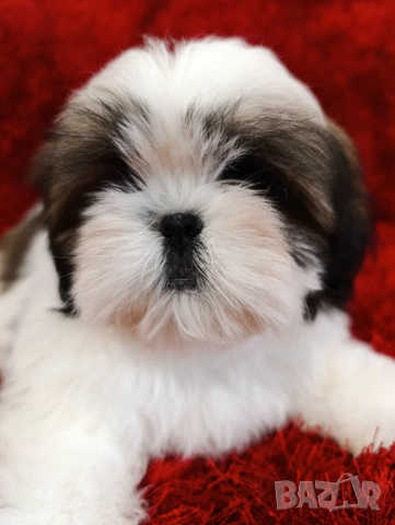 Кученца Ши Тцу /SHIH TZU FCI pedigree , снимка 2 - Ши Тцу - 52464119