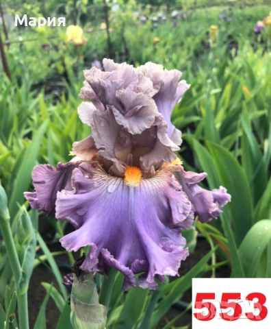 Сортови вискоки ириси /брадати ириси, снимка 10 - Градински цветя и растения - 51459407