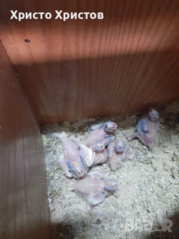 Папагали корела , снимка 5 - Папагали - 52644313