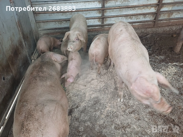 Малки прасеа от 20 до 30кг., снимка 2 - Прасета - 52653796