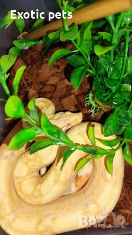 Боа констриктор