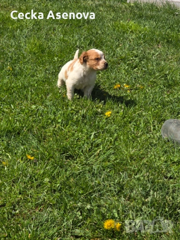  бретон шпаньол