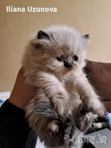 Уникални персийски котенца 