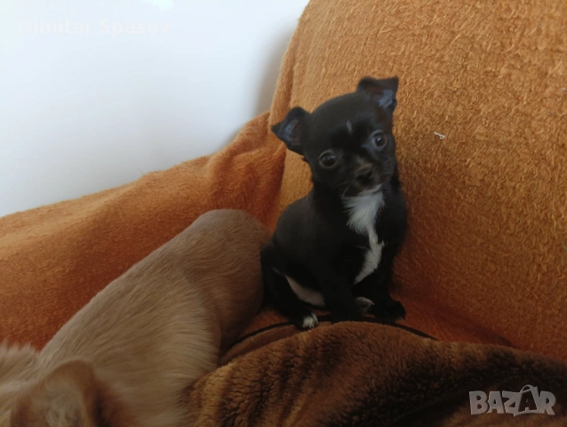 Мъжко и Женско Кученце Куче Мини Чихуахуа, снимка 4 - Чихуахуа - 54002011