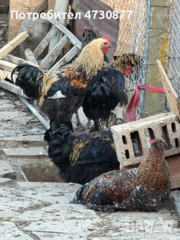 продавам кокошки и петели, снимка 2 - Кокошки и пуйки - 55954332