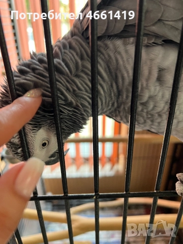 Кралско Жако 