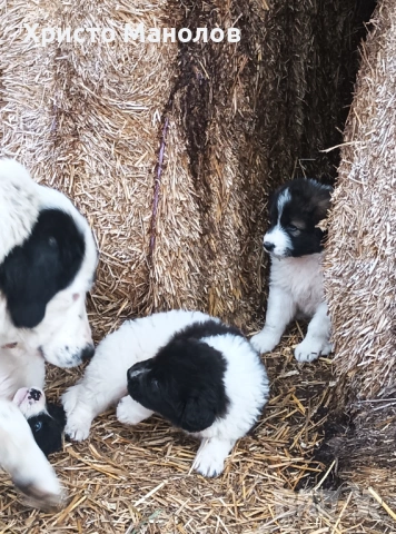 Каракачанско овчарско куче, снимка 14 - Каракачанска овчарка - 53652411