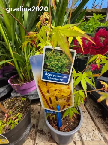 Ацер - Японски Клен Комплект от 4 вида, снимка 6 - Разсади - 50406472
