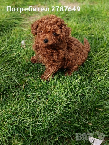 Той пудел момиче, снимка 7 - Пудели - 53988728