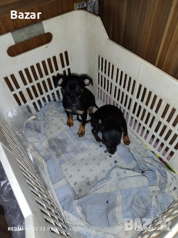 2 броя пинчери женски , снимка 9 - Пинчер - 52670801