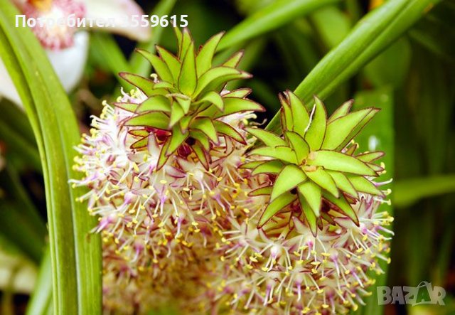 семена от екзотично растение От Южна Африка, снимка 1