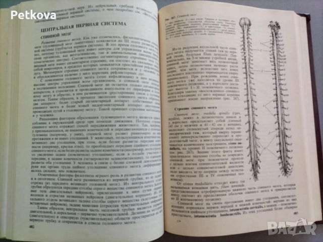 Анатомия человека, снимка 4 - Специализирана литература - 51497632