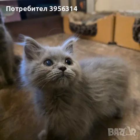 British Shorthair 61 дена, снимка 3 - Британска късокосместа - 55661938