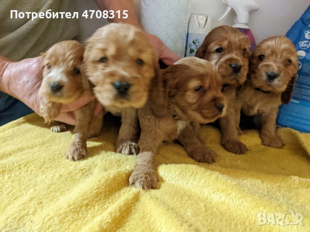 Кокер шпаньол карамел момченце ваксина, снимка 5 - Кокер шпаньол - 54236299