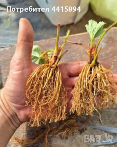 Ягоди и малини , снимка 3 - Градински цветя и растения - 54006594