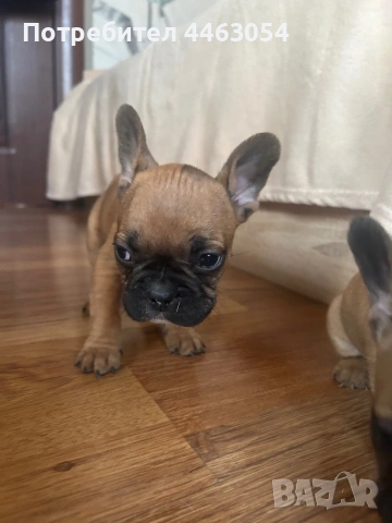 Бебета Френски Булдоци, снимка 4 - Френски булдог - 54174661