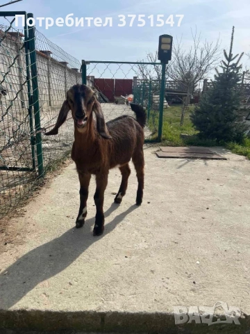  🐐 Продавам мъжки англо-нубийски ярета, снимка 5 - Кози - 53745937