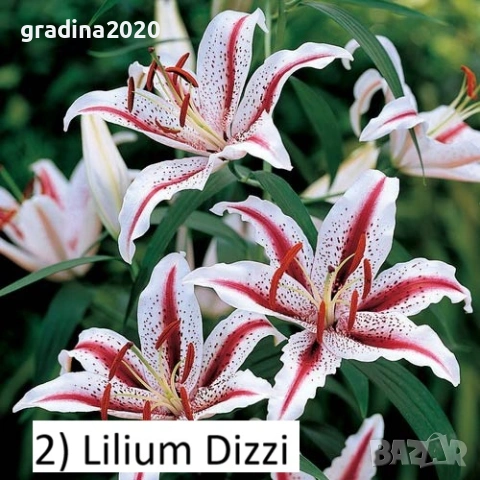 Луковици на Лилиум, снимка 4 - Разсади - 53058729